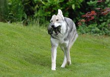 DSC_8463 Kenai