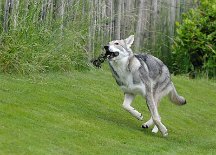 DSC_8465 Kenai
