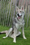 DSC_8476 Kenai