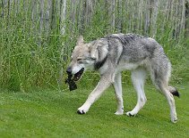 DSC_8486 Kenai