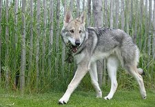 DSC_8488 Kenai