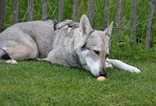 DSC_8498 Nach dem Frühstück gab es für jeden Hund ein weichgekochtes Ei - Timish untersucht ihr Ei zunächst sehr genau...