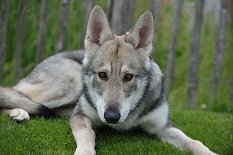 DSC_8515 Kenai