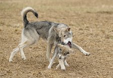 DSC_7726 Amak spielt mit Yasha