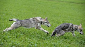 DSC_9101 Timish jagt ihren Sohnemann