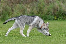 DSC_0109 Yasha ist 14 Wochen alt