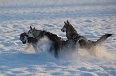 DSC_2092 Dreimal darf man raten, wer hier wieder angegriffen wird...