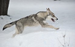 DSC_3169 Yasha