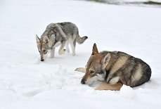 DSC_4164 Yasha und Lucan