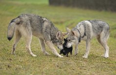 DSC_4878 mal schnüffeln