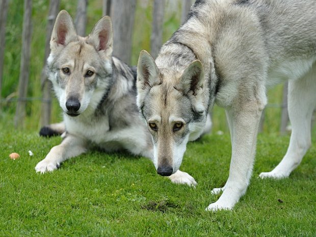 07-06-2012 Besuch von Kenai Am langen Fronleichnam-Wochenende war Timish's Sohn Kenai mit seinem Frauchen für ein paar Tage zu Besuch. Wir haben uns...