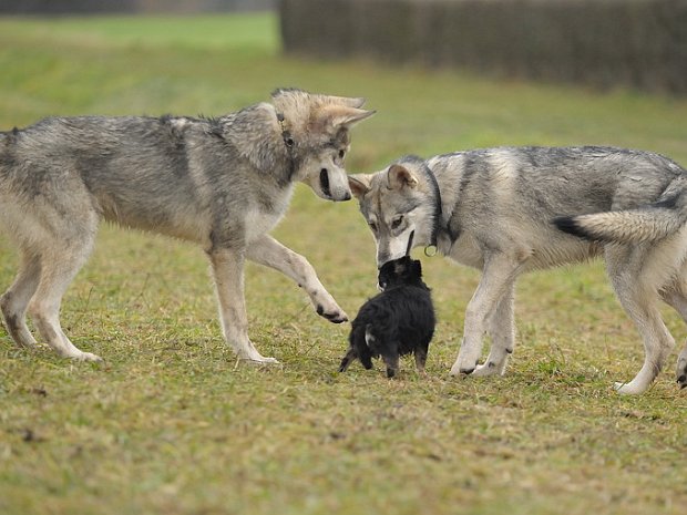 23-12-2012 Besuch bei Dante & Dastan (Teil 2) Das ist Teil 2 von 2 von unserem Besuch bei Dante.