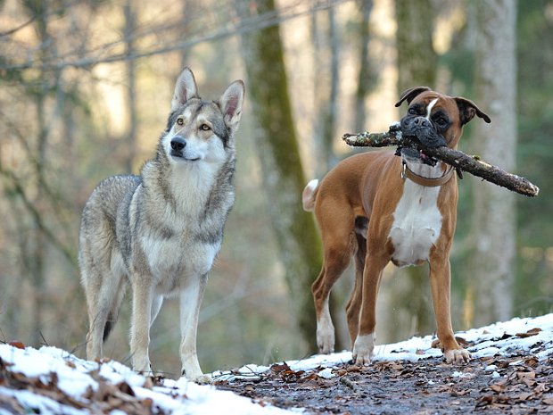01-04-2013 Besuch von Mato und Yari (Teil 3)