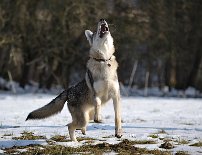 DSC_8676 Der Sabber zieht so seine Kreise ;) .