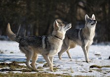 DSC_8681 Konzentration!