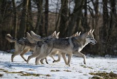 DSC_8694 Yari im Stechschritt!