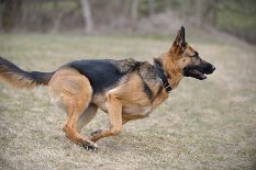 DSC_9139 Bora, Amak's Kumpeline, hat immer Pfeffer im Arsch!