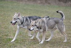 DSC_9194 Amak und seine Mama Timish - und nein, sie sind keine Klone, ich schwöre!