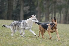 DSC_9241 Yasha findet Bora lustig