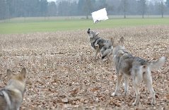 DSC_9597 ...hochwerfen...
