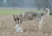 DSC_9625 kaputt machen