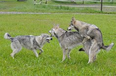 DSC_0505 Shaya poppt Kenai, Yasha macht sich darüber lustig ;)