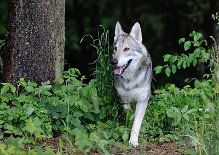 DSC_1535 Kenai