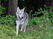 DSC_1538 Kenai
