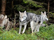DSC_1572 Kenai und Yasha von hinten