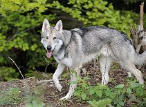 DSC_1578 Kenai