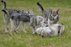 DSC_3878 ...und jetzt in das Bein!