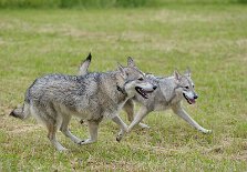 DSC_3914 Dastan und Yasha