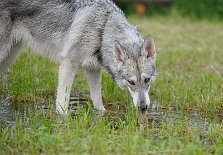 DSC_3919 Yasha