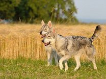 DSC_4710 Yasha und Yari