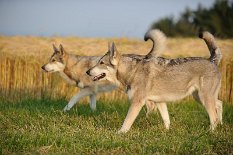 DSC_4736 Timish und im Hintergrund Shaya