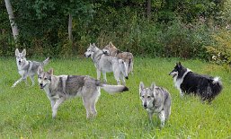 DSC_6374 Yasha, Shaya, Timish, Dusty, Bowie und Ares
