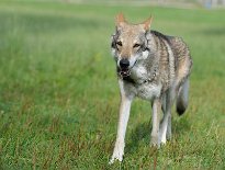 DSC_6379 Ares, 13 Jahre alt