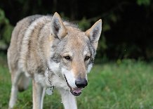 DSC_6394 Ares