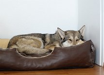 DSC_9817 Shaya, die trächtig ist, gibt sich der Faulheit hin und würde am liebsten liegenbleiben.