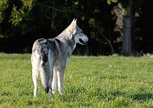 DSC_9824 Und los geht es! Ist das nun Timish oder Kenai im Bild? Es ist Kenai, aber er ist seiner Mama sehr ähnlich :).