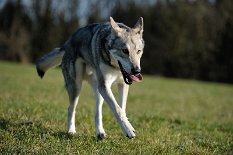 DSC_9832 Kenai hatte immer gute Laune und hat alles im Galopp erledigt. Er genießt das Leben in vollen Zügen!