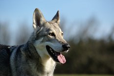 DSC_9846 Kenai