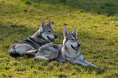 DSC_9858 Kenai und Yasha