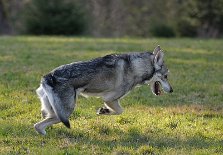 DSC_9860 Kenai macht Bocksprünge vor Übermut!