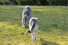 DSC_9864 Yasha ist nicht dumm und hat Kenai sofort hinter dem Grasbüschel entdeckt ;).