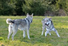 DSC_9875 Kenai ist voller Elan :).