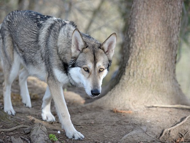 29-03-2014 Besuch von Dante (Teil 1)