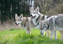 DSC_0172 Timish, Dante und Yasha