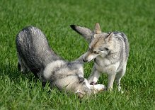 DSC_0223 Dante schmeißt sich auf den Boden