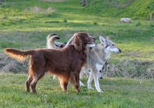 DSC_0492 Frodo und Timish haben alles im Griff.